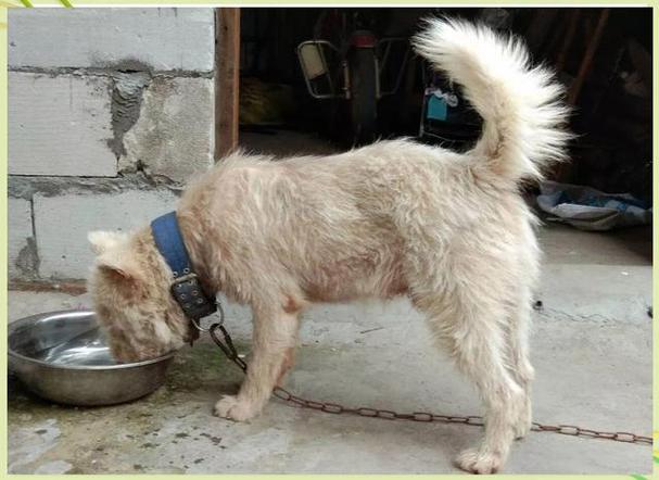 新门内部资料免费提供和中国下司犬外网爆火与中国下司犬介绍