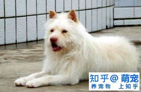 新澳门彩历史开奖记录走势图大全和中国下司犬外网爆火与中国下司犬介绍