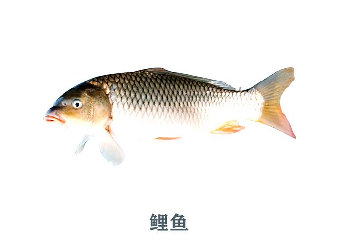 2025年天天开彩免费大全和放生2.5万斤外来鲇鱼与放生鲇鱼的功德
