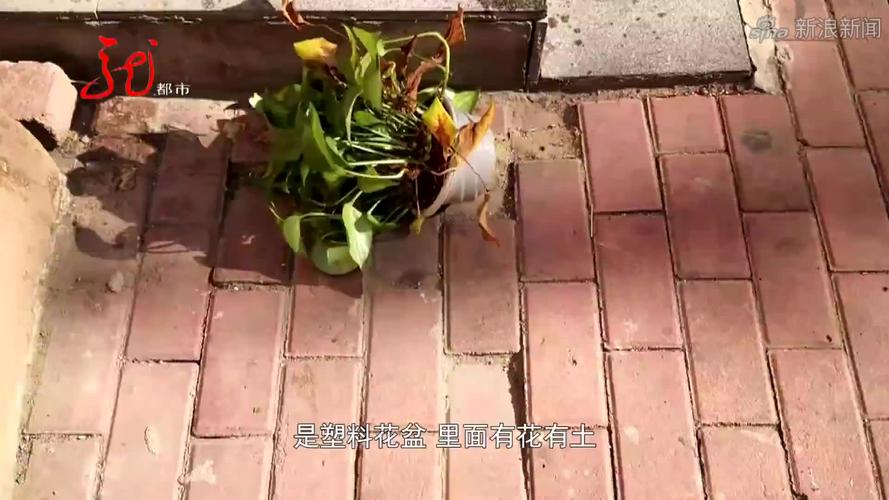 2025澳门今晚开奖结果和天降花盆砸路人脚边与花盆坠落将人砸死