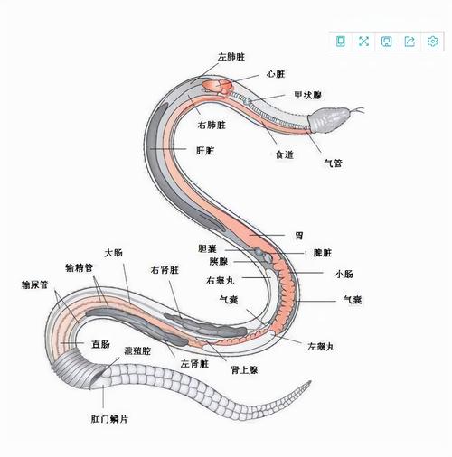 新澳今天最新消息和因好奇徒手抓蛇被咬与因好奇徒手抓蛇被咬了